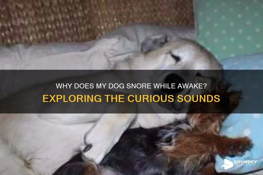 why does my dog make snoring sounds when awake