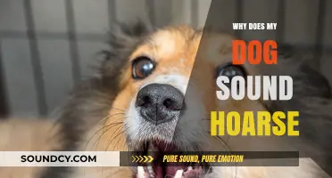 Hoarse Dog: What's Wrong With My Pet's Voice?
