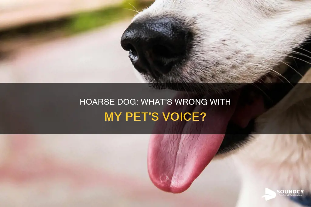 why does my dog sound hoarse