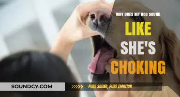 Why Does My Dog Sound Like She's Choking? Causes and Solutions