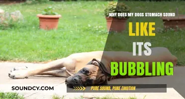 Why Does My Dog's Stomach Make Bubbling Noises? Explained