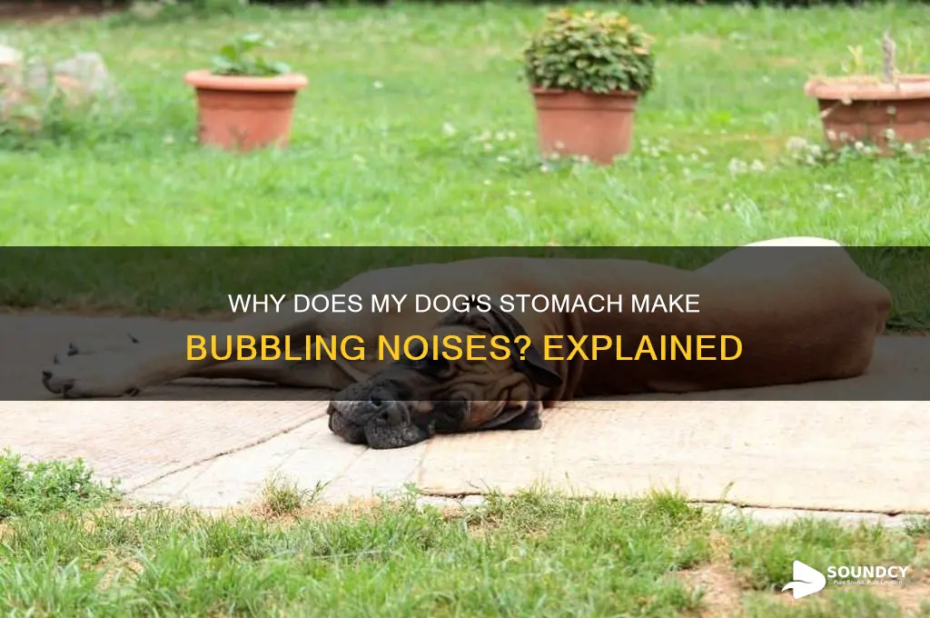 why does my dogs stomach sound like its bubbling