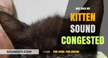 Understanding Your Kitten's Congestion