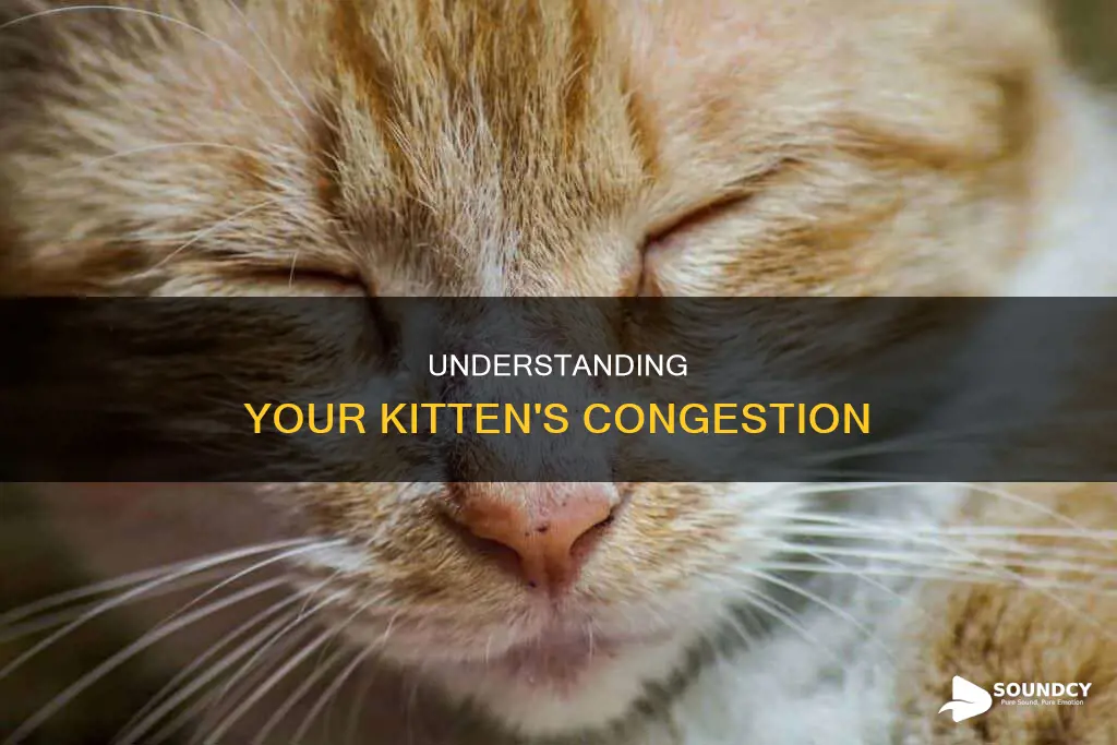 why does my kitten sound congested