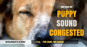 Puppy Congestion: What's the Cause?