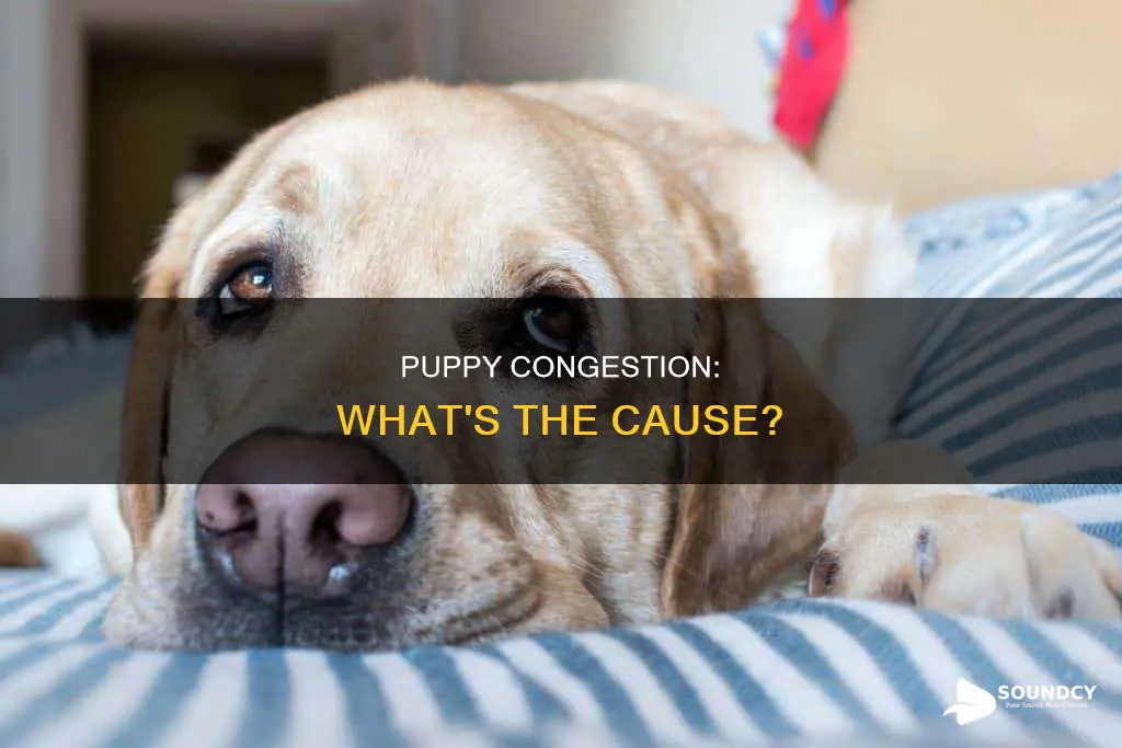 why does my puppy sound congested