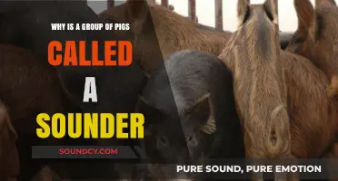 Why Pigs Gather in Sounder Groups: Uncovering the Fascinating Truth